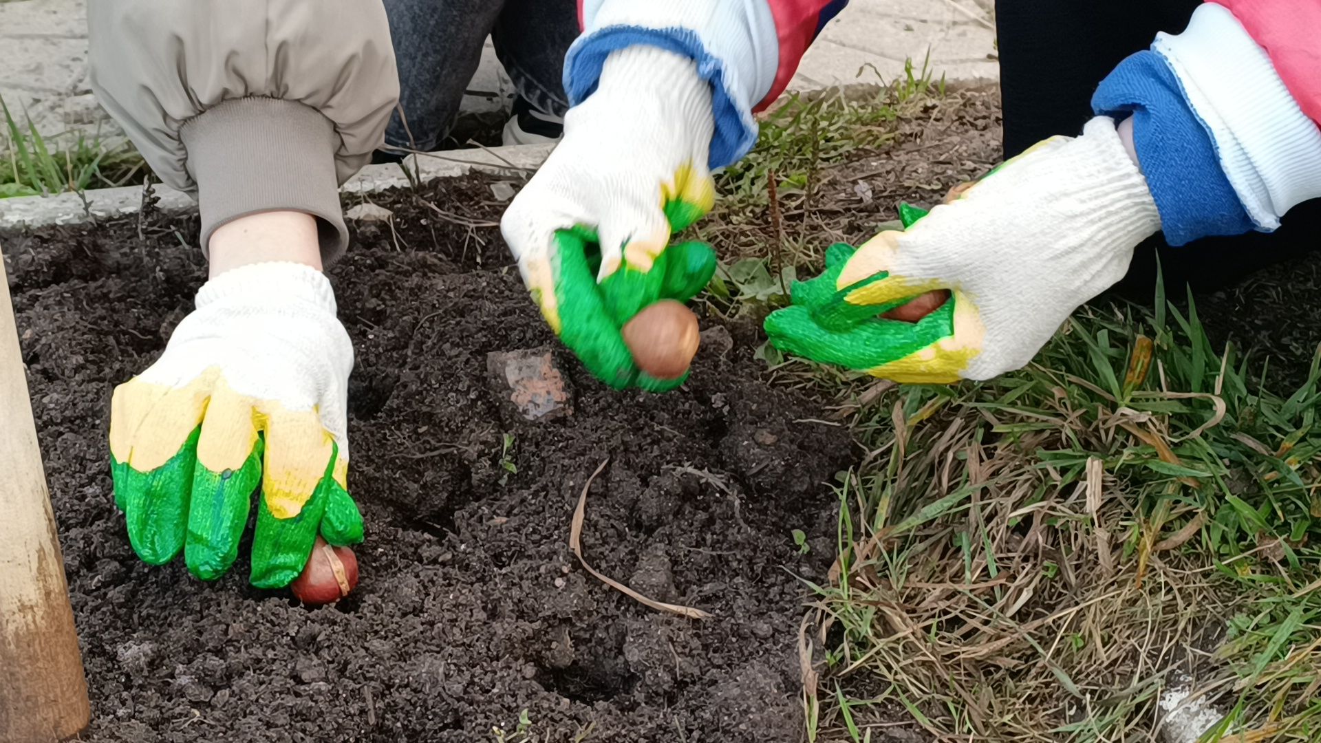 цветы, благоустройство, озеленение, лобня,