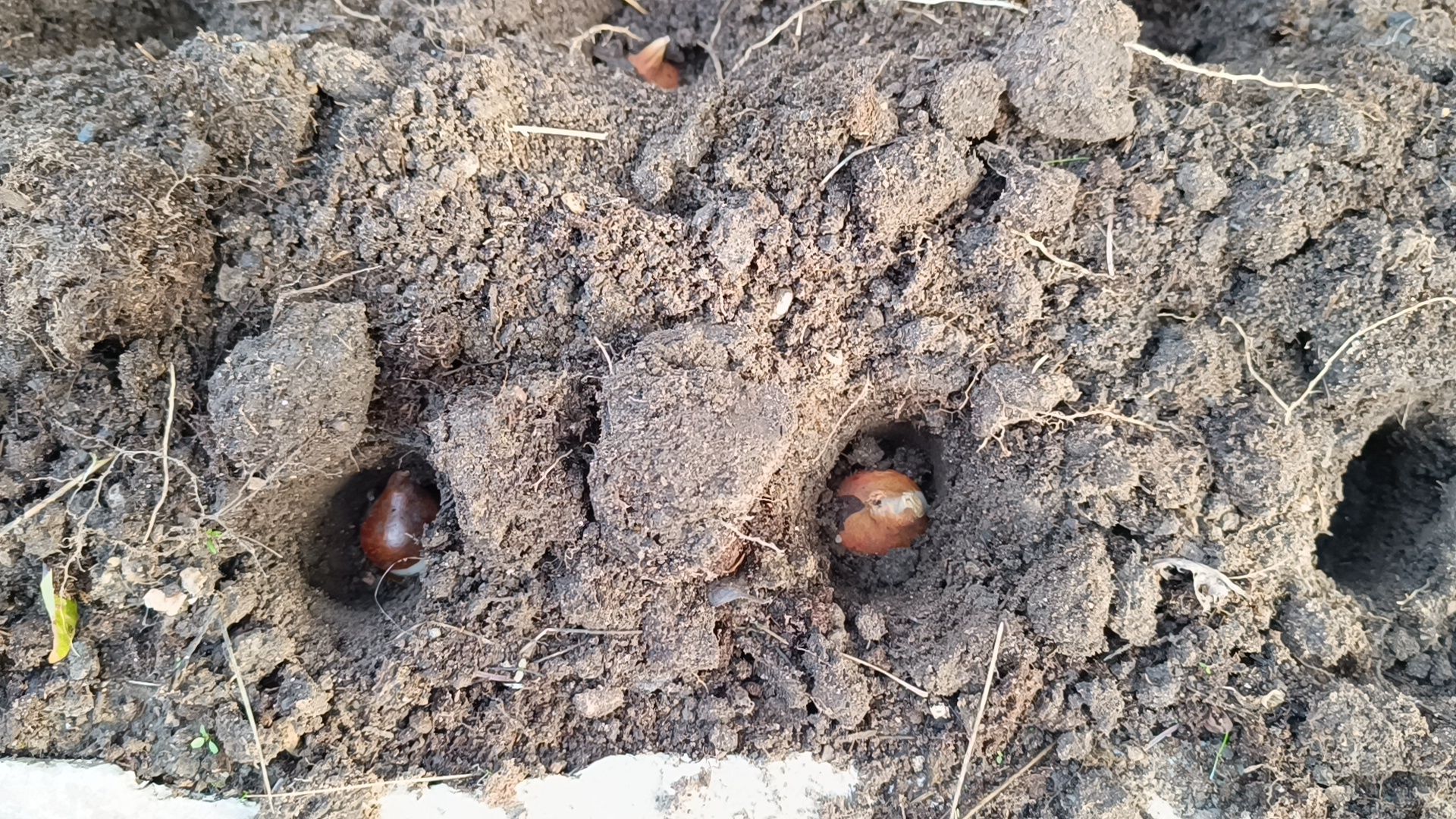 цветы, благоустройство, озеленение, лобня,