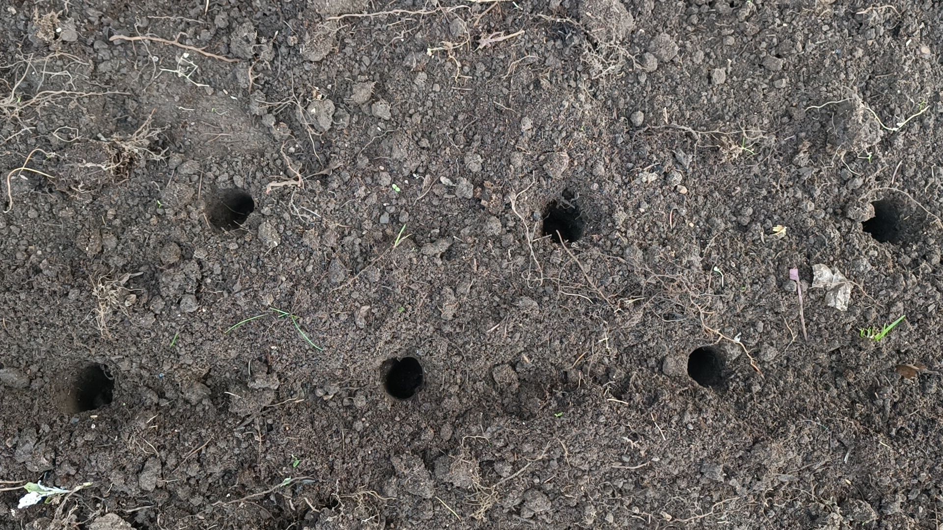 цветы, благоустройство, озеленение, лобня,