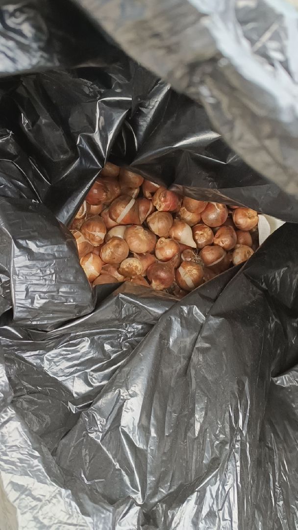 цветы, благоустройство, озеленение, лобня,