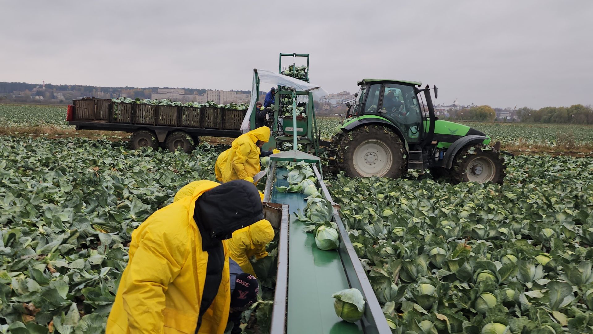 серпухов, ао дашковка, уборка урожая, капуста, сельское хозяйство,
