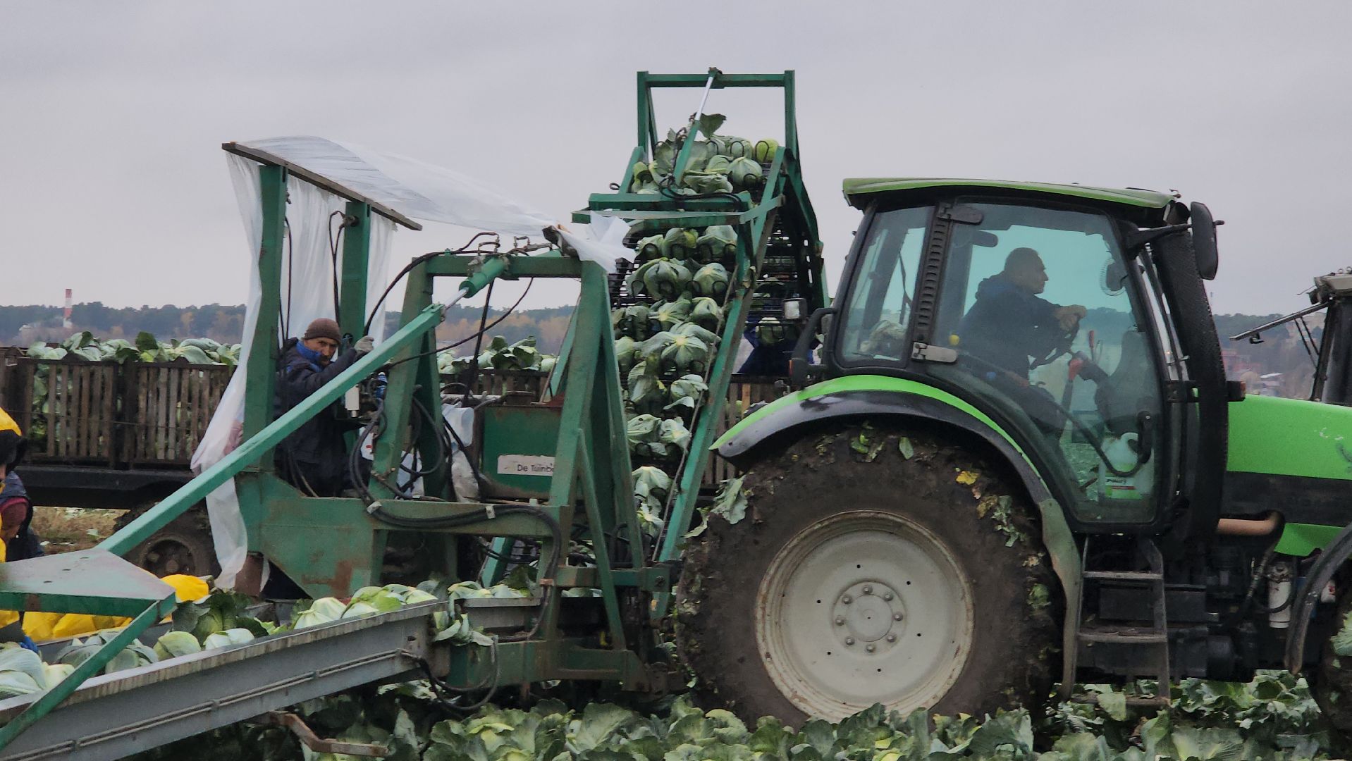 серпухов, ао дашковка, уборка урожая, капуста, сельское хозяйство,