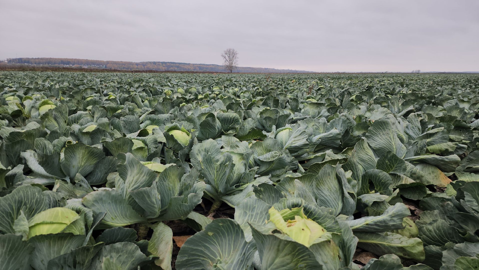 серпухов, ао дашковка, уборка урожая, капуста, сельское хозяйство,