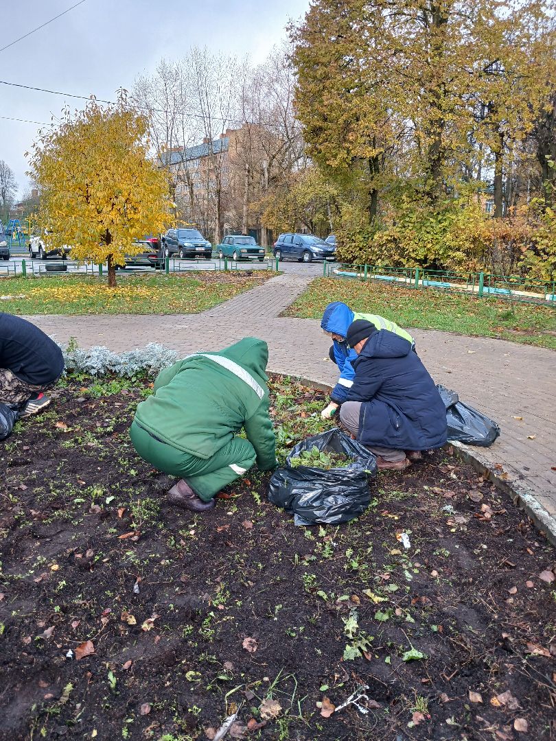 Тюльпаны, Клумбы, Луковицы, вертикалка,