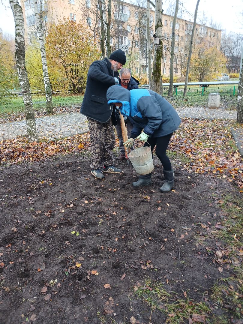 Тюльпаны, Клумбы, Луковицы, вертикалка,