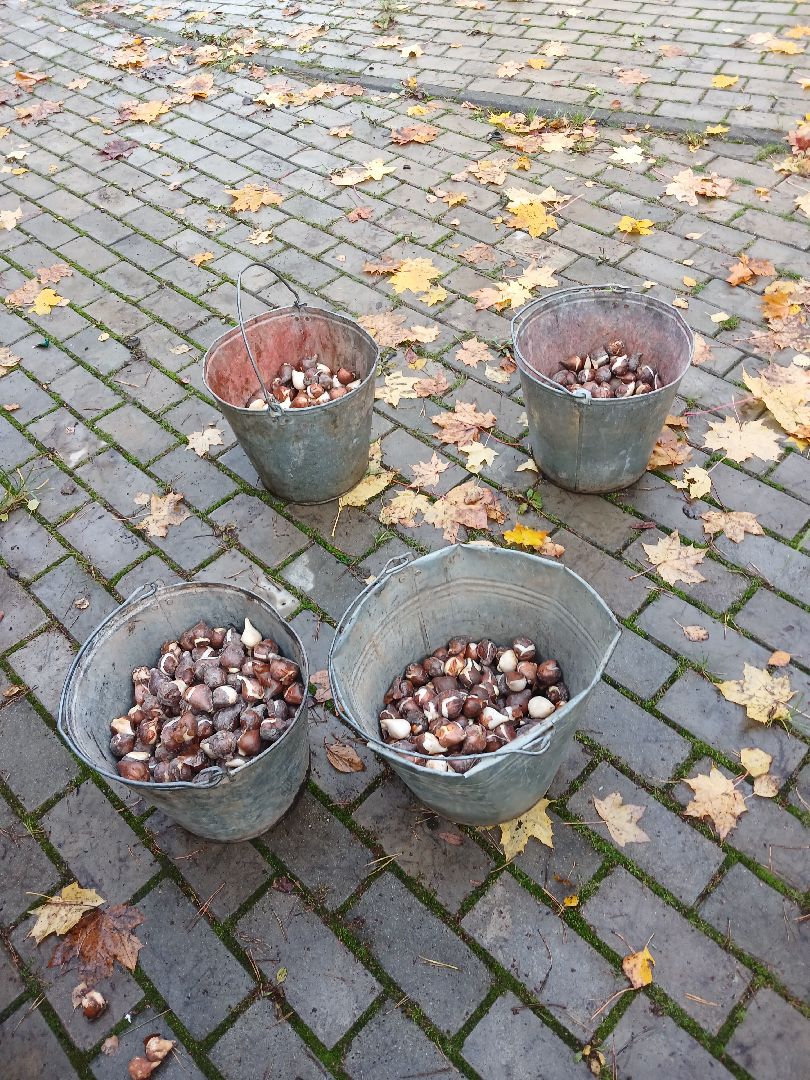 Тюльпаны, Клумбы, Луковицы, вертикалка,