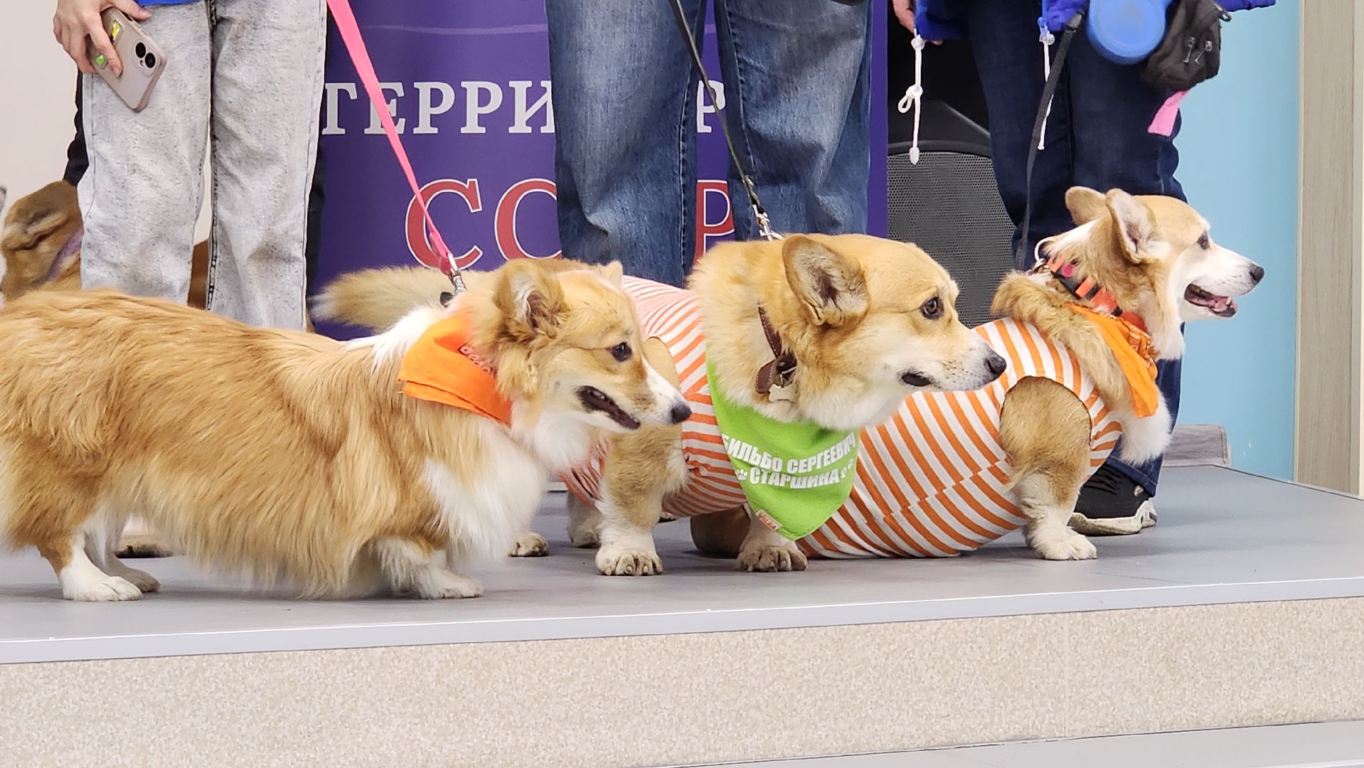 волонтеры, корги отряд, день добровольца московской области, Лосино-Петровский,