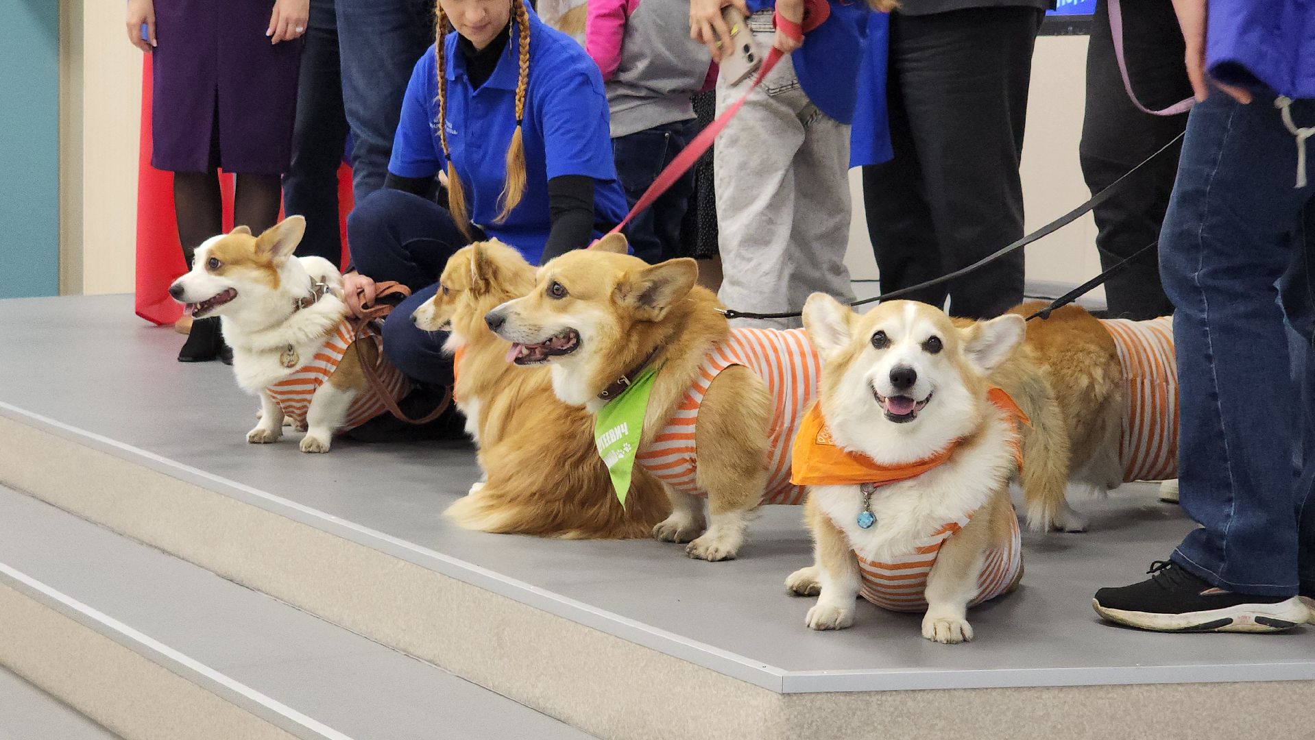 волонтеры, корги отряд, день добровольца московской области, Лосино-Петровский,