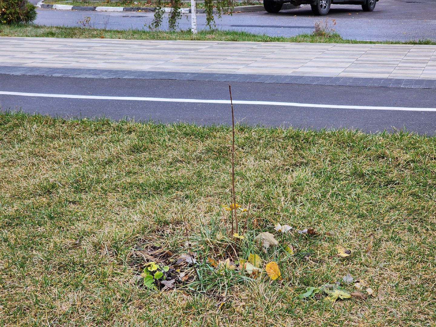 Дубна, Благоустройство, Новые деревья, Сквер,