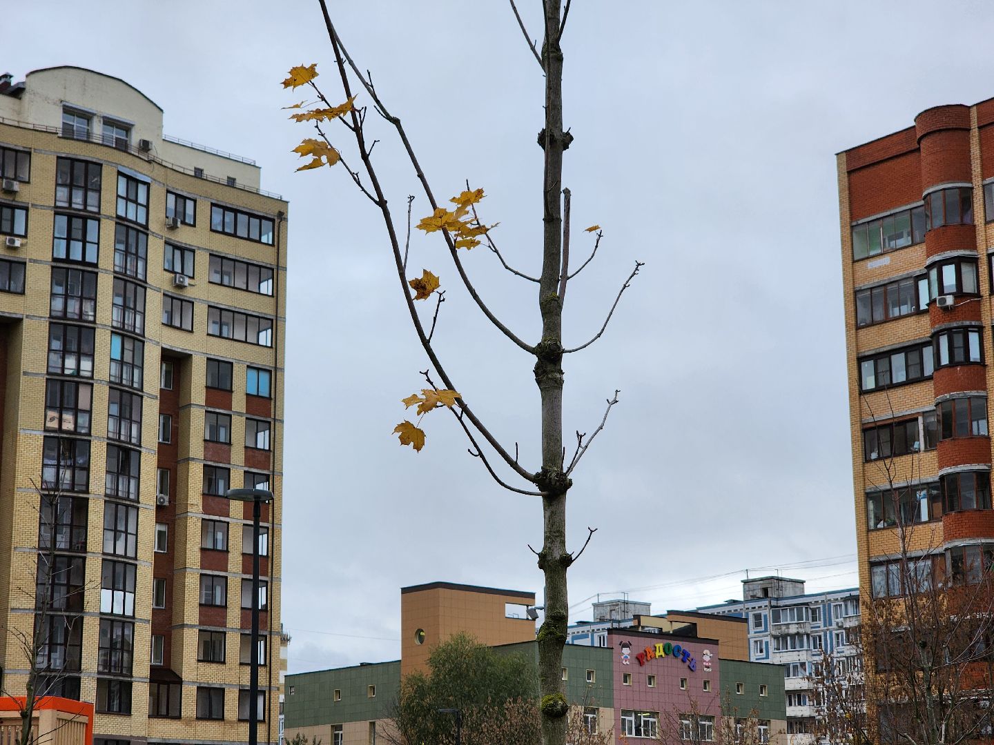 Дубна, Благоустройство, Новые деревья, Сквер,