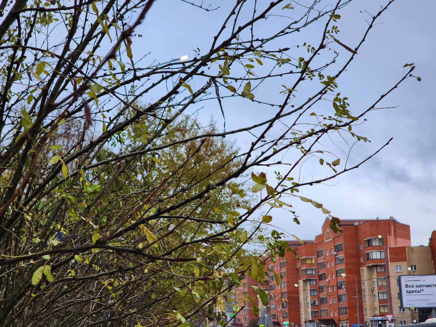 Дубна, Деревья, Подготовка к зиме, Благоустройство,
