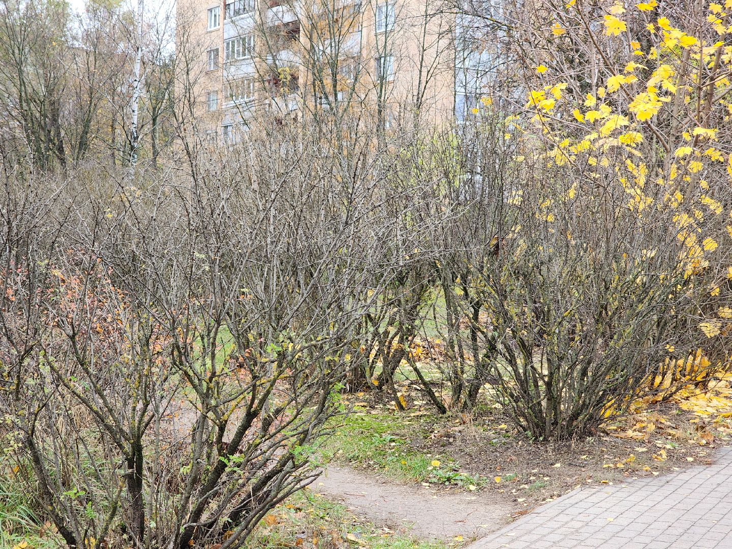 Дубна, Деревья, Подготовка к зиме, Благоустройство,