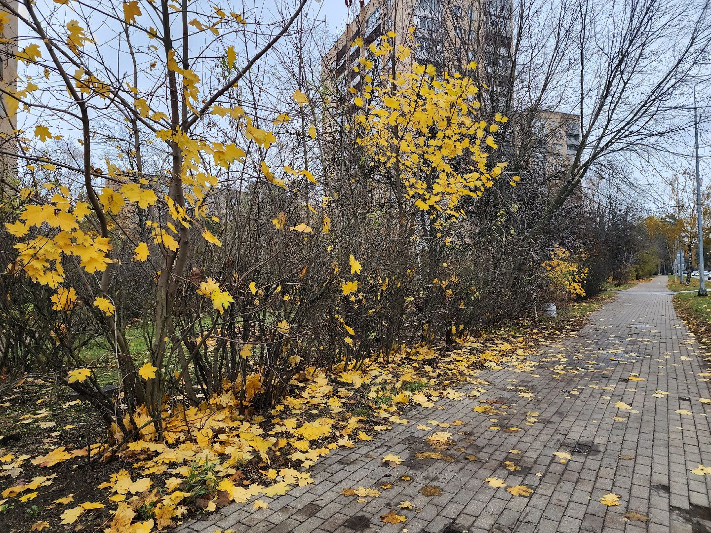 Дубна, Деревья, Подготовка к зиме, Благоустройство,