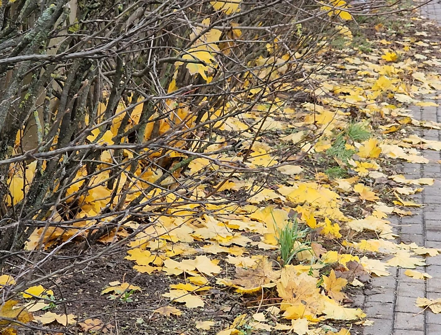 Дубна, Деревья, Подготовка к зиме, Благоустройство,