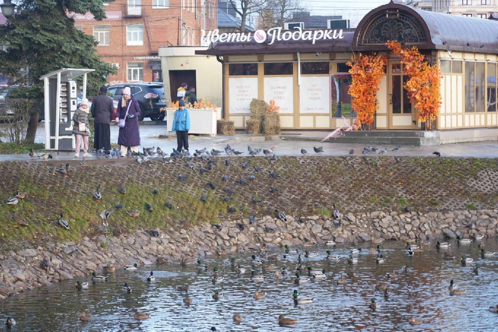 Огари, Сергиев Посад, Осень, Природа, Птицы, вертикалка,