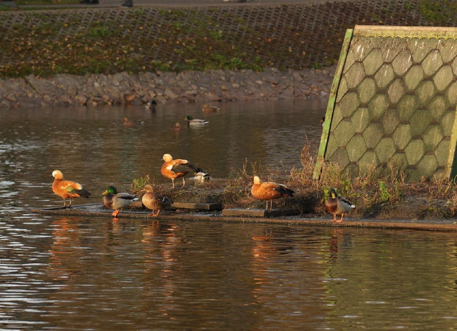 Огари, Сергиев Посад, Осень, Природа, Птицы, вертикалка,