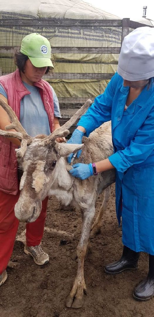 Здравоохранение, животные, вакцинация, ветеринария