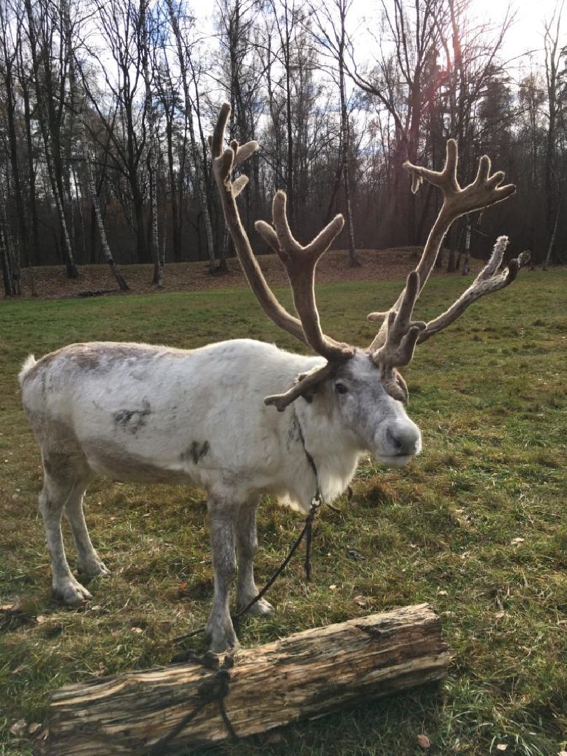Здравоохранение, животные, вакцинация, ветеринария