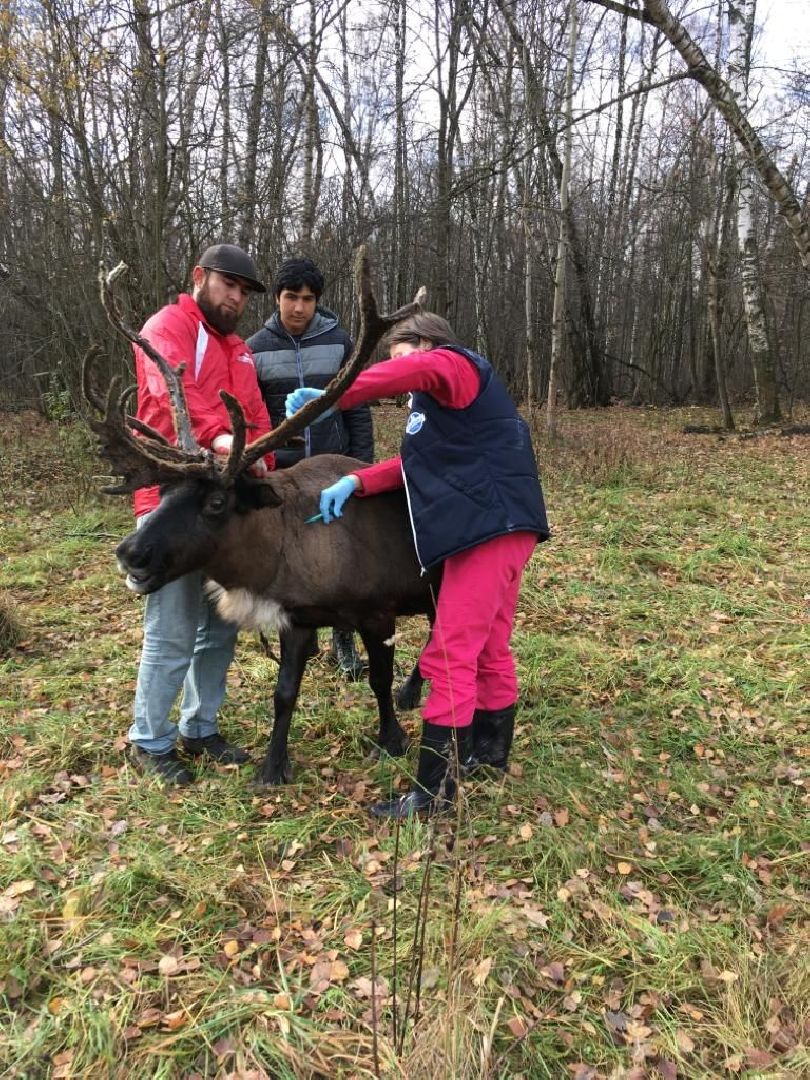 Здравоохранение, животные, вакцинация, ветеринария