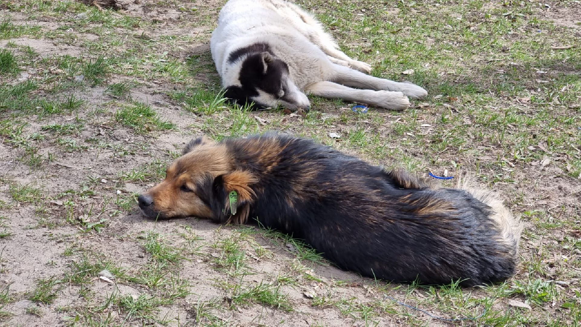 Здравоохранение, животные, вакцинация, ветеринария