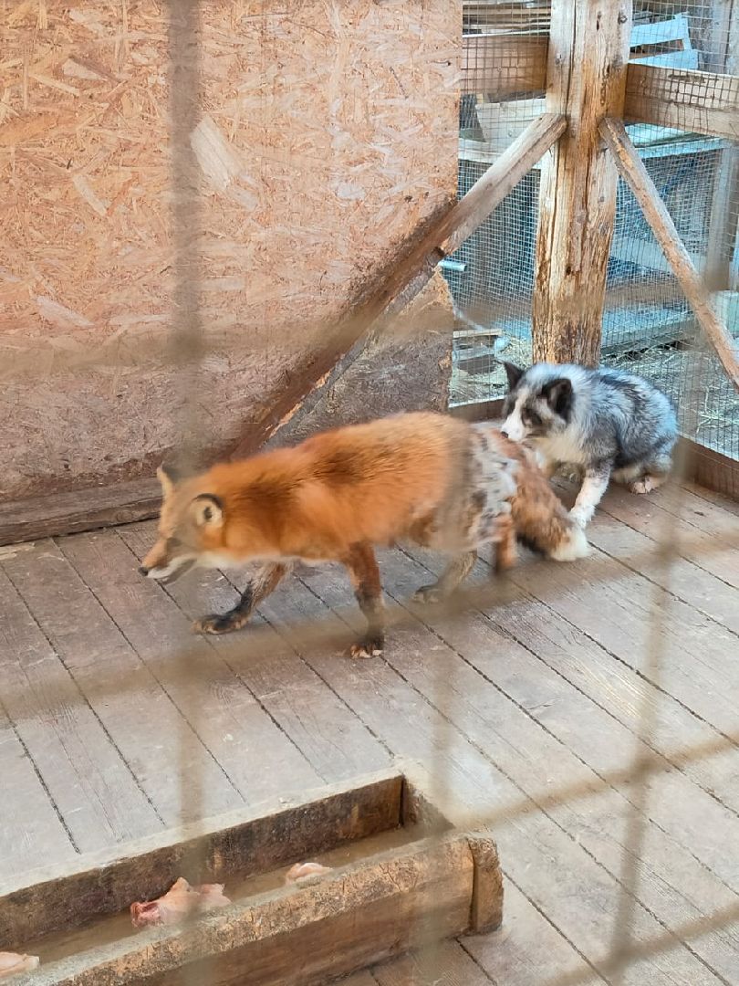 Здравоохранение, животные, вакцинация, ветеринария