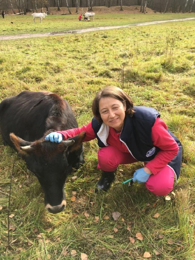 Здравоохранение, животные, вакцинация, ветеринария