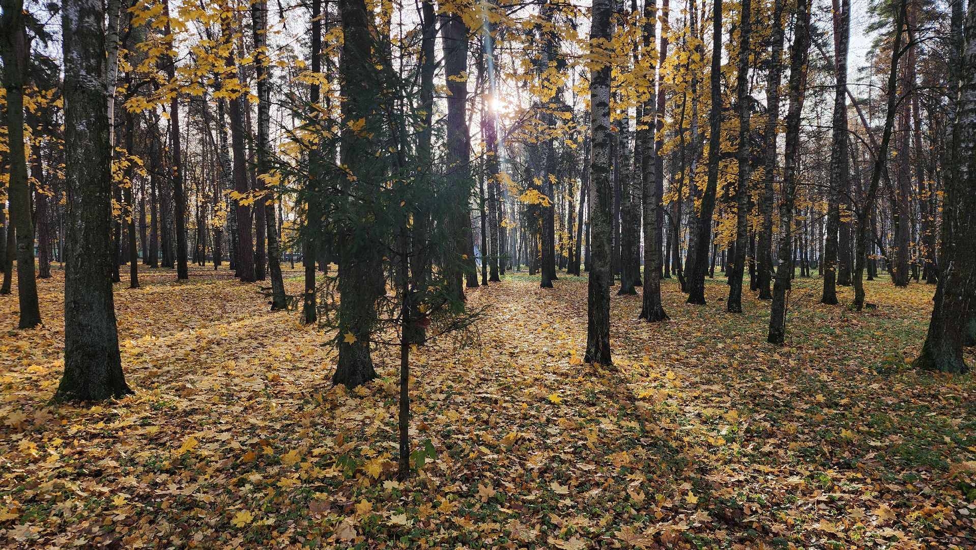 зимний сезон, парки Богородского округа, подготовка к зимнему сезону, Ногинск, Богородский городской округ,