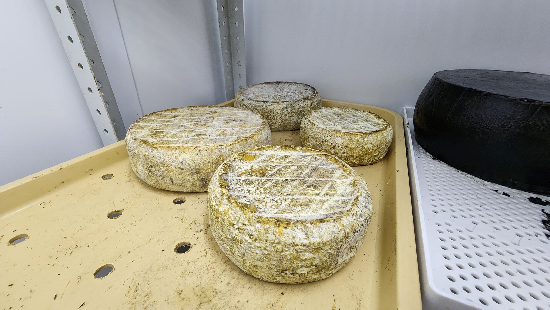 солнечногорск, экономика, фермерство, предприниматели, сыроварня,