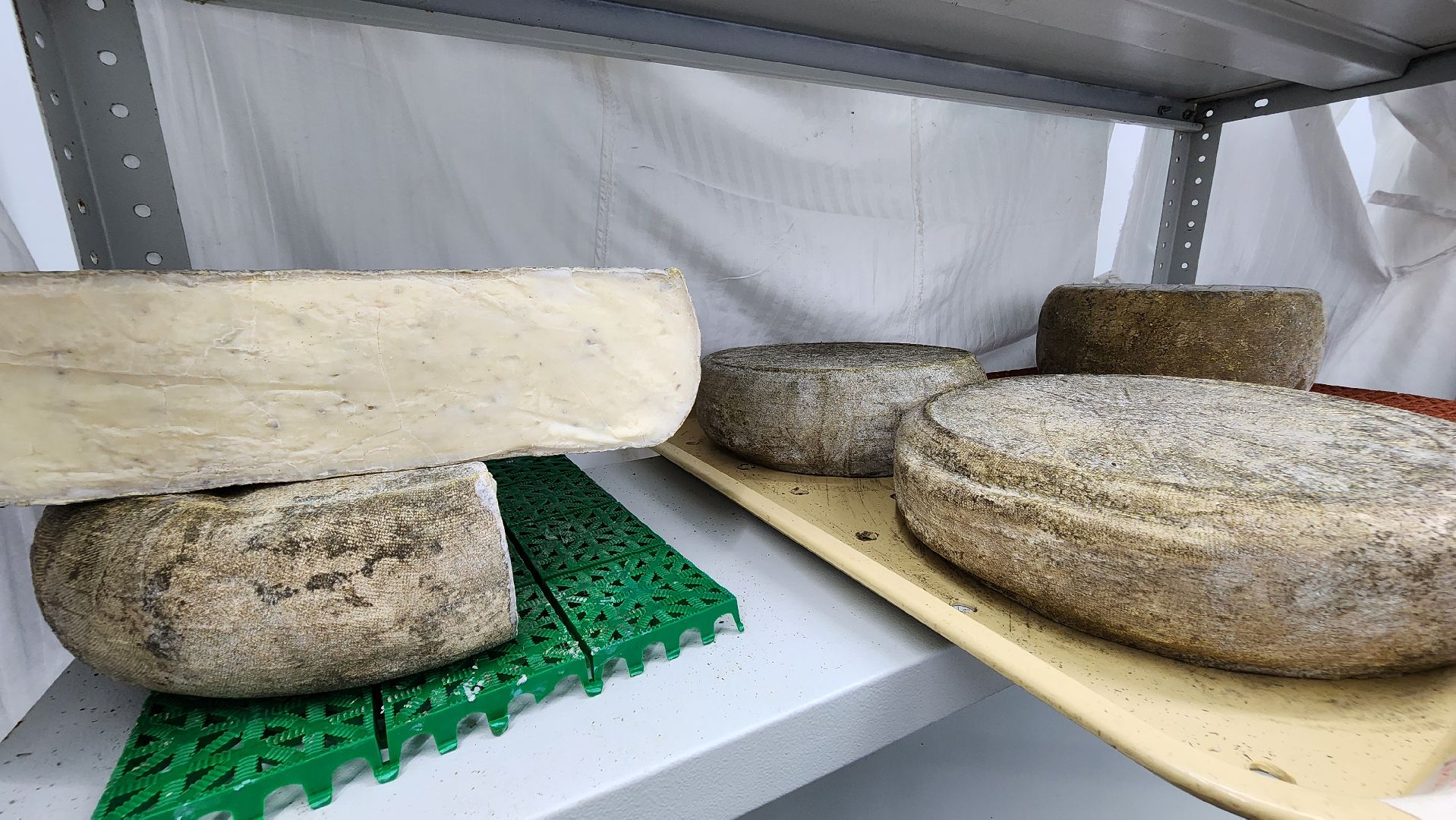 солнечногорск, экономика, фермерство, предприниматели, сыроварня,