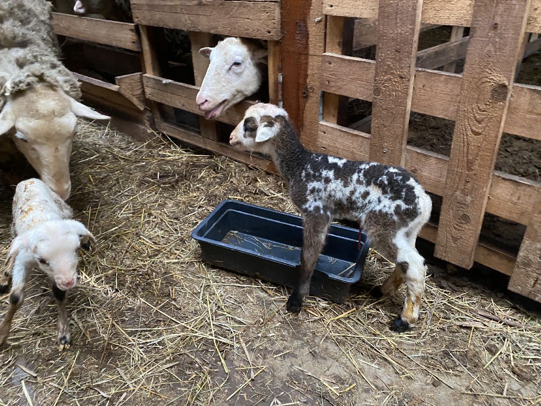 Экономика, сельское хозяйство, ферма, производство