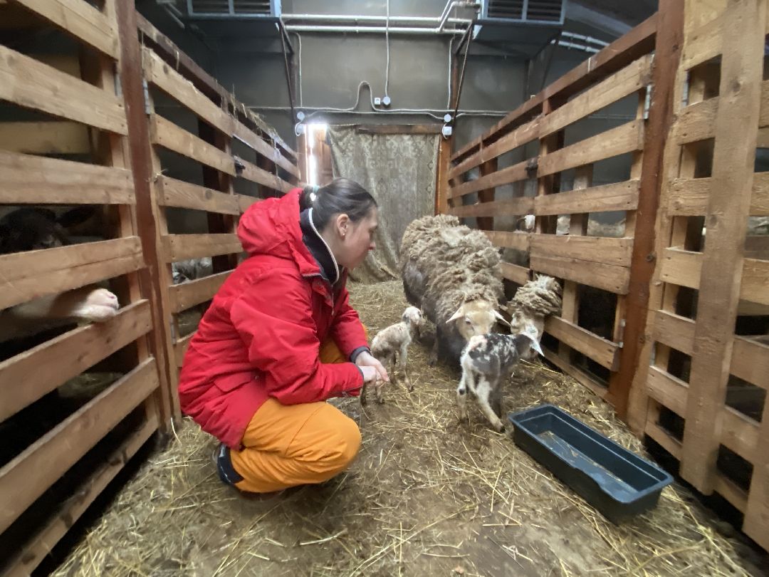 Экономика, сельское хозяйство, ферма, производство