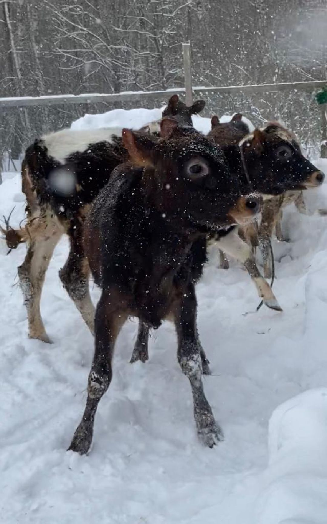 Экономика, сельское хозяйство, ферма, производство