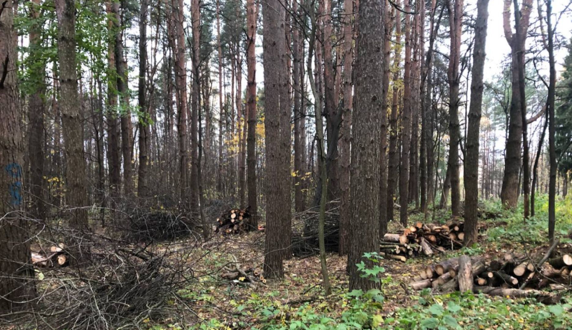 Звенигород, Супонево, благоустойство, парки подмосковья,