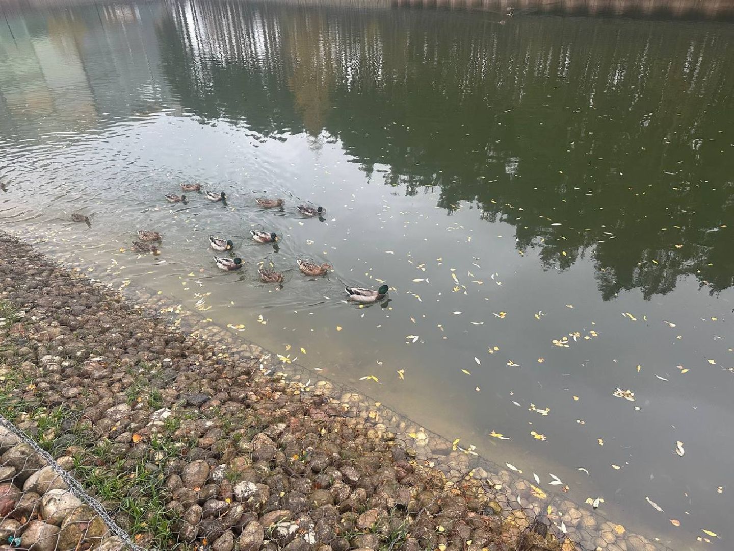 утки, корм для уток, парки,