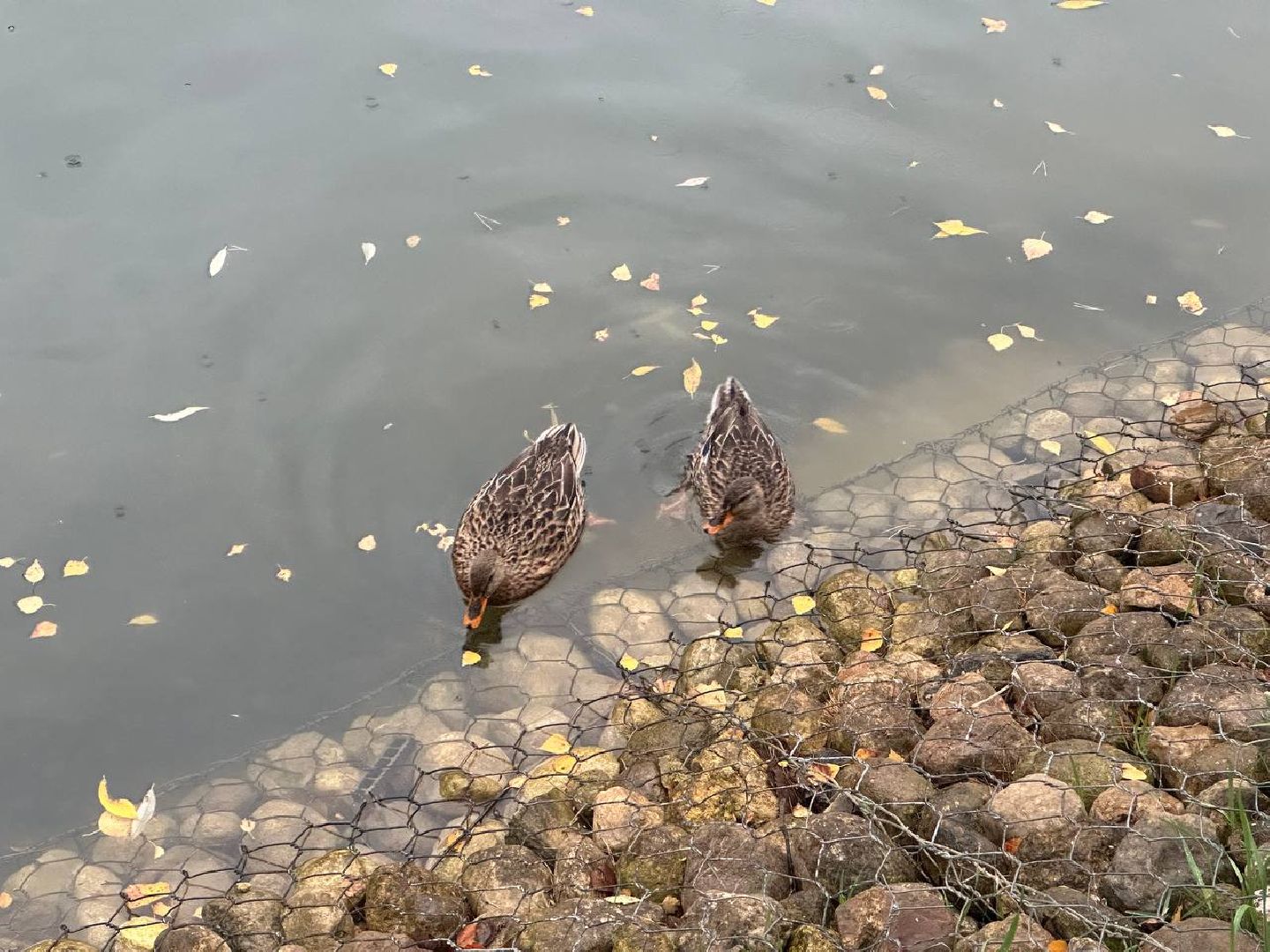 утки, корм для уток, парки,