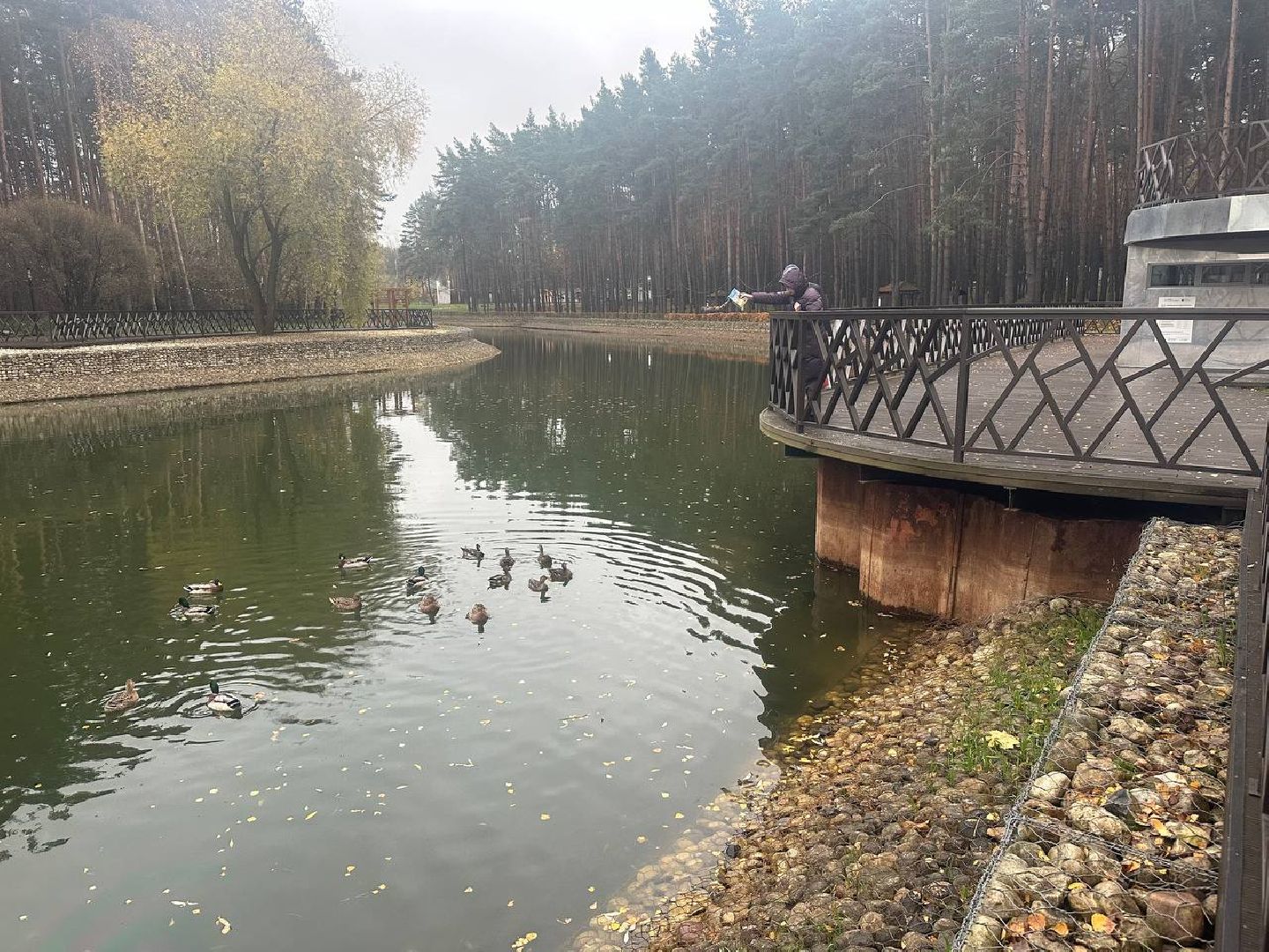 утки, корм для уток, парки,