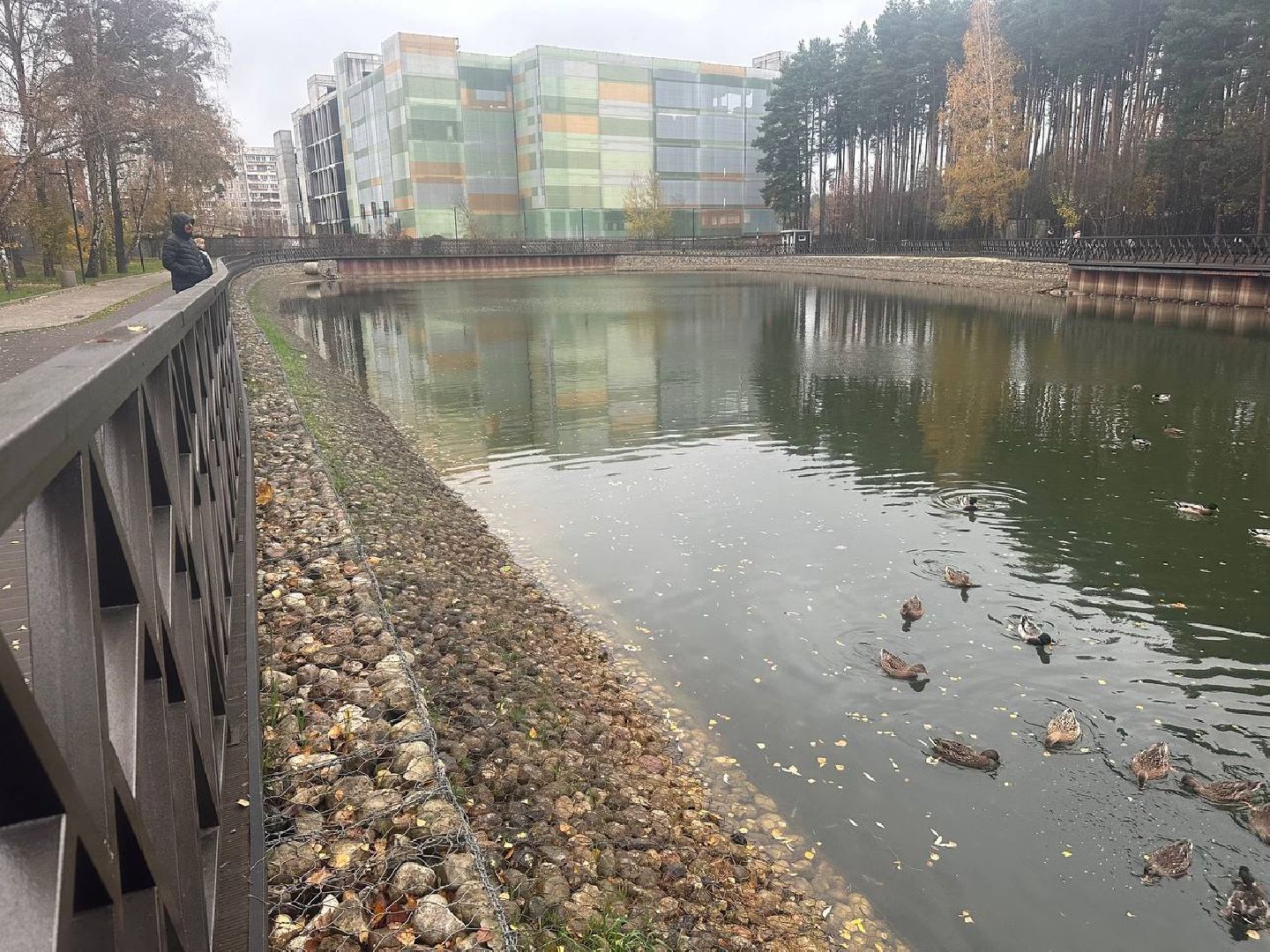 утки, корм для уток, парки,