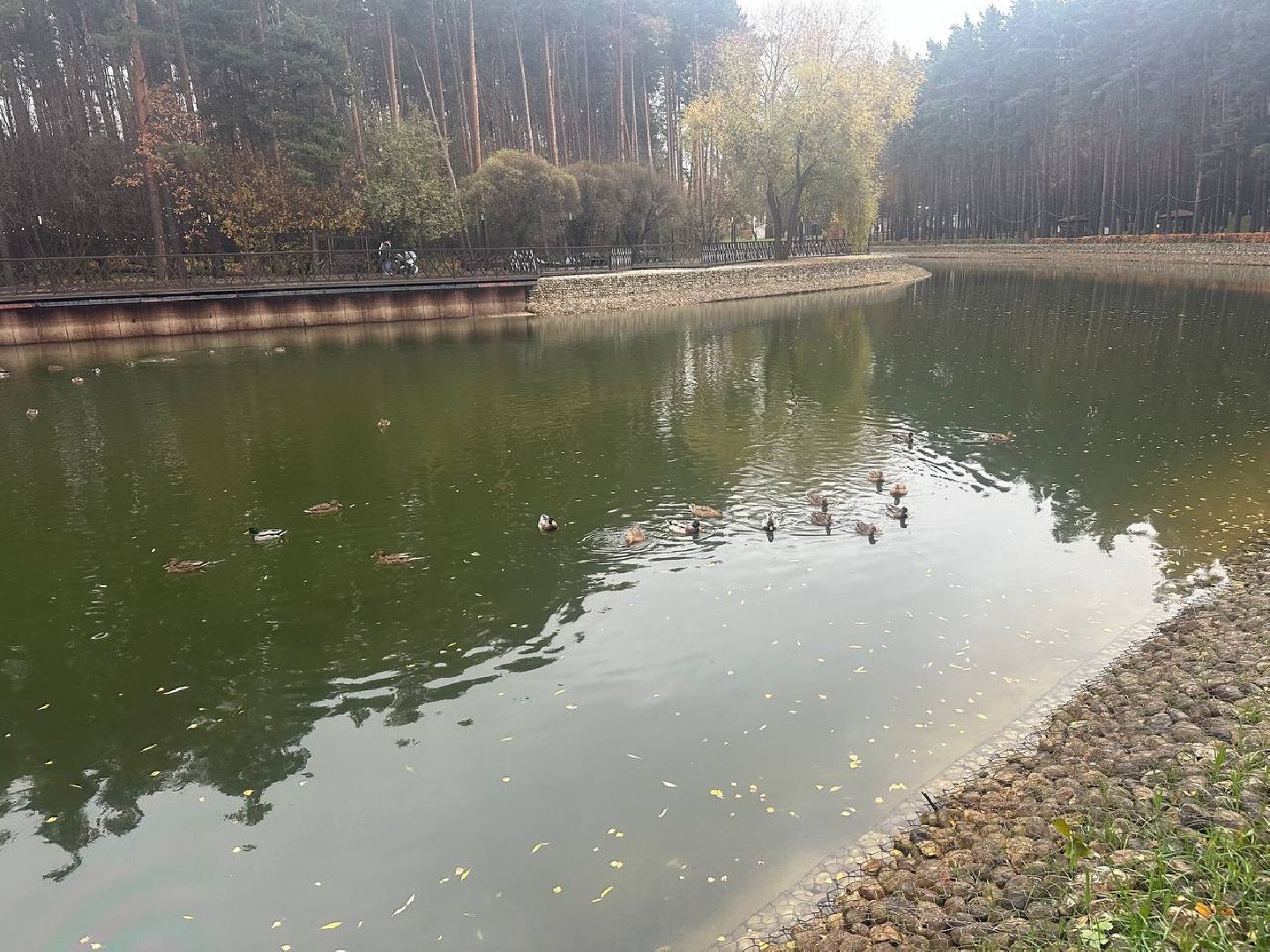 утки, корм для уток, парки,