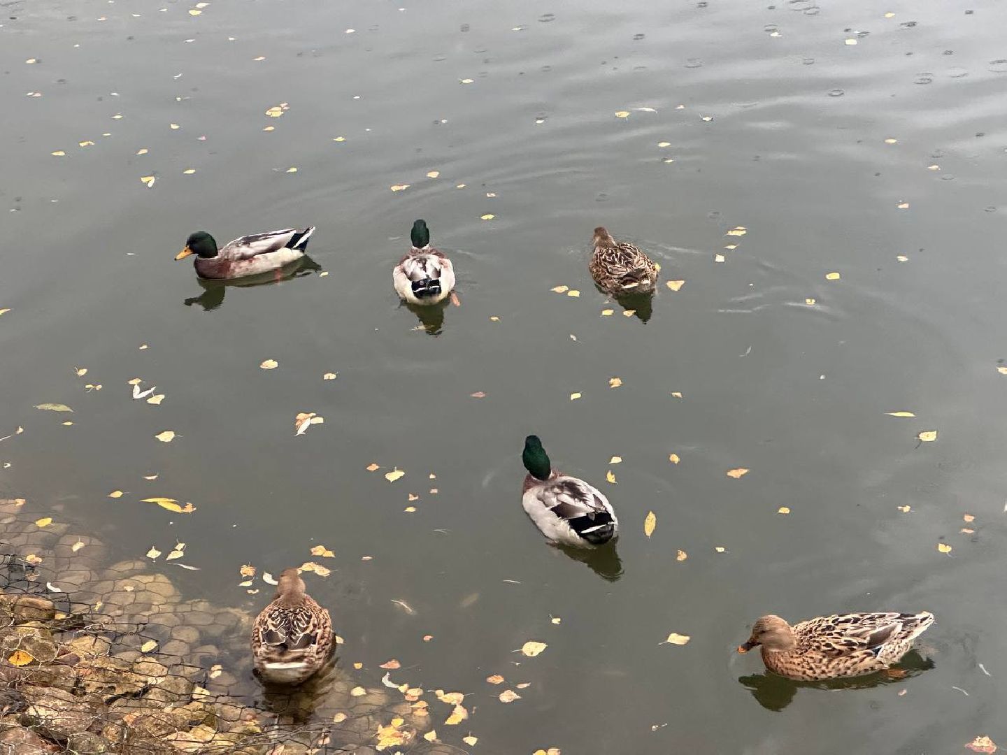 утки, корм для уток, парки,