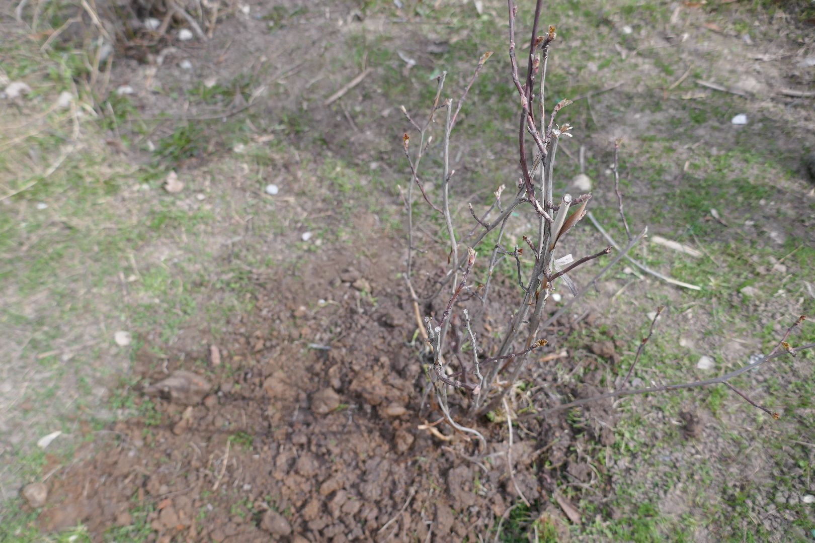 Подольск, благоустройство, субботник, двор