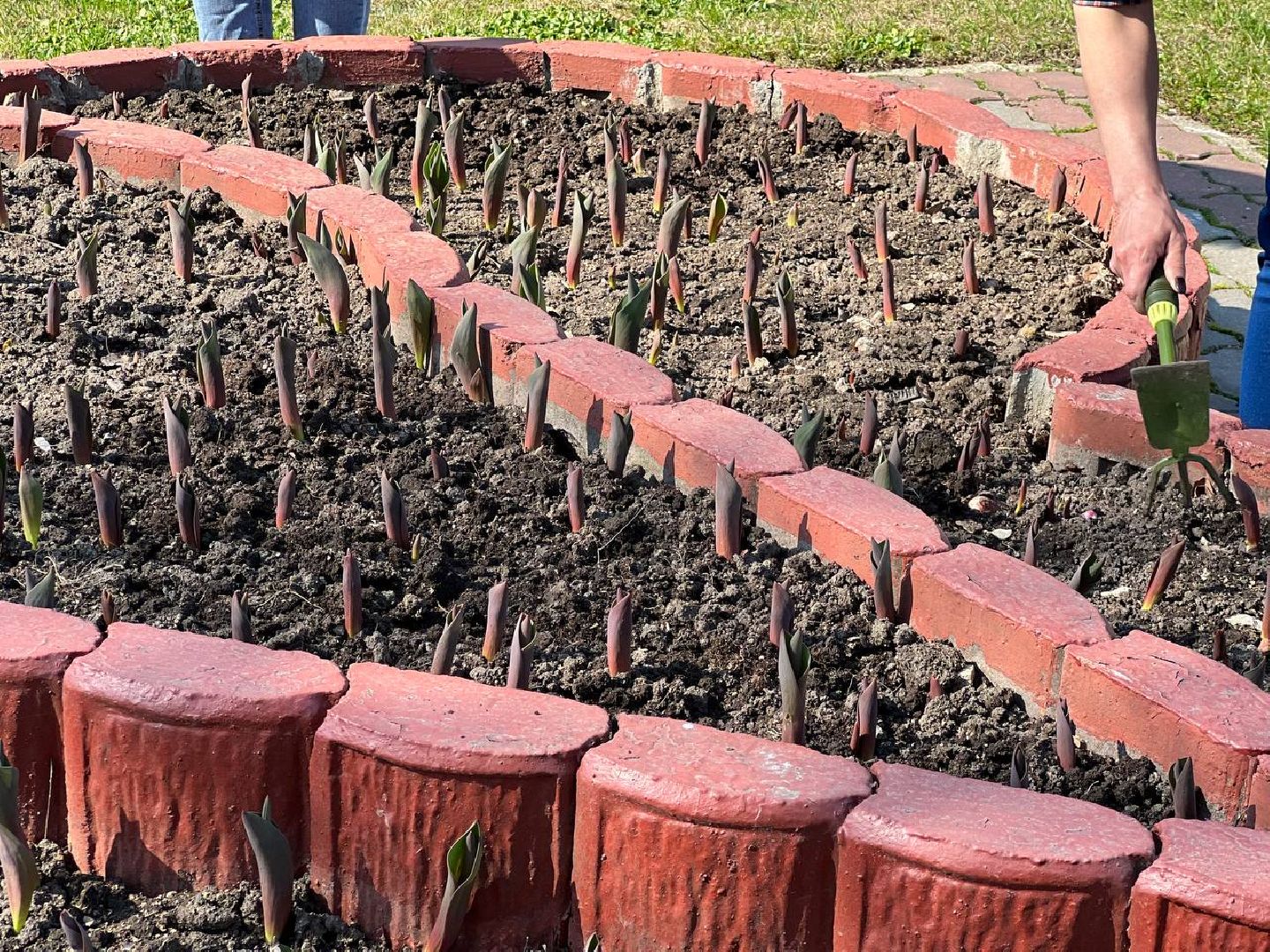 Подольск, цветы,клумбы, озеленение