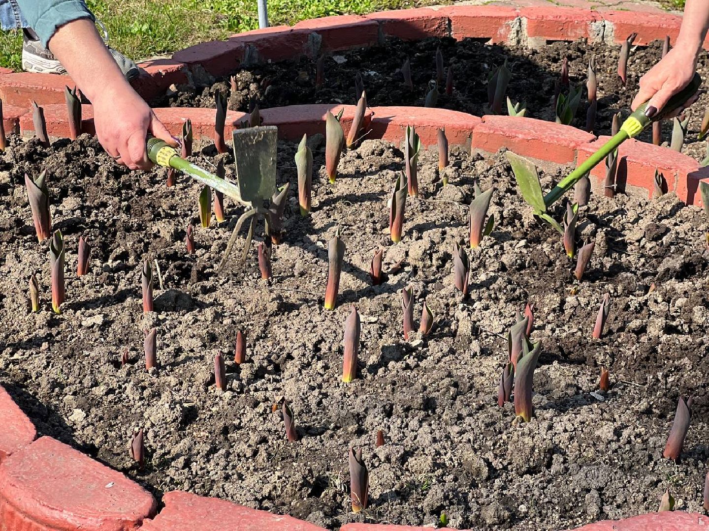 Подольск, цветы,клумбы, озеленение