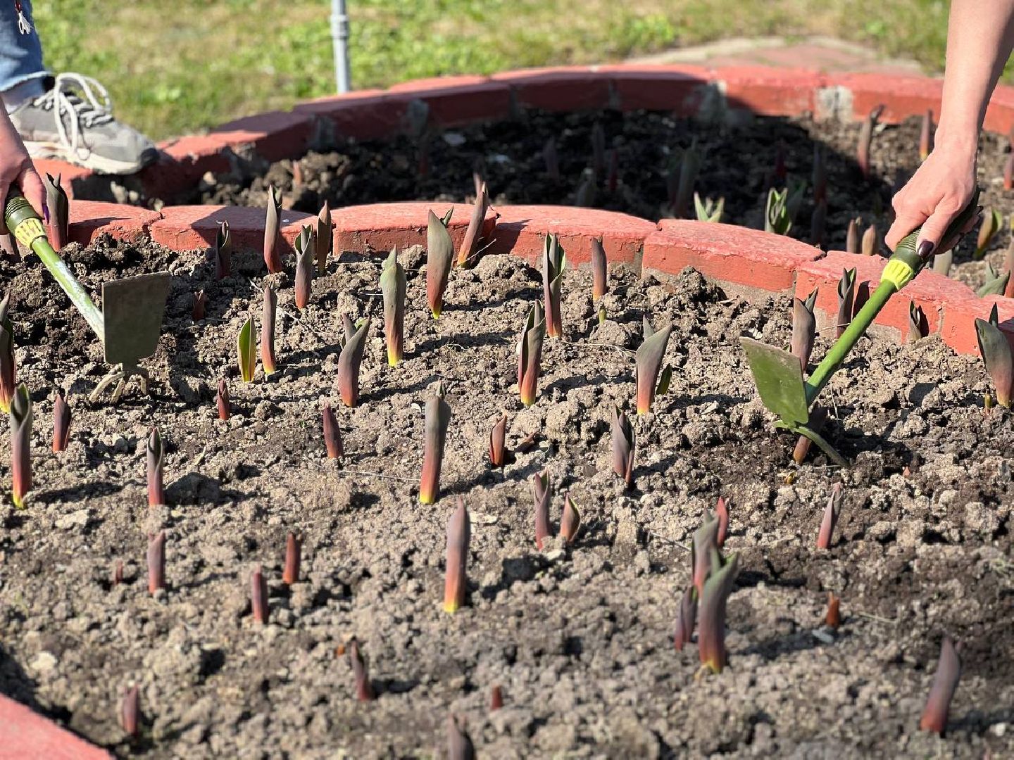 Подольск, цветы,клумбы, озеленение