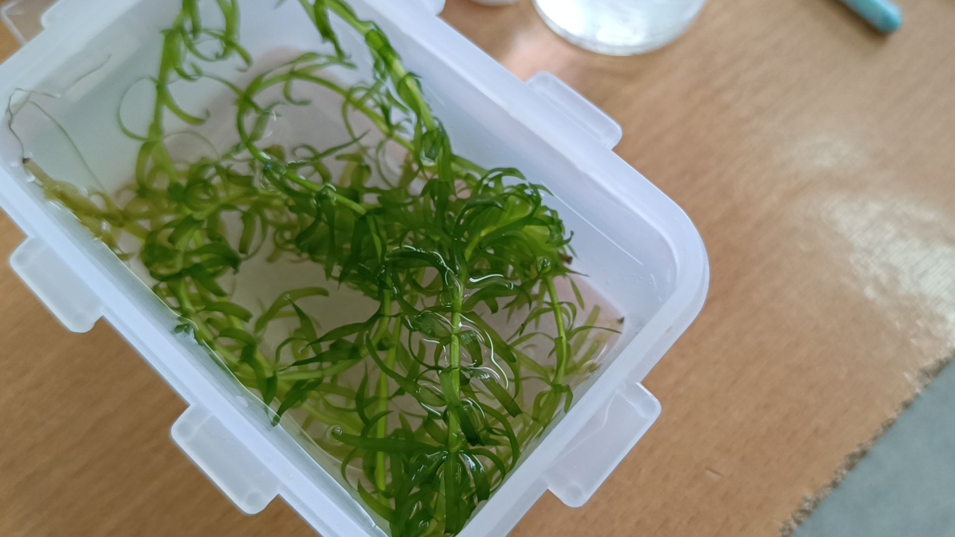 биология, школа, лобня, Фонд сохранения наследия Менделеева,