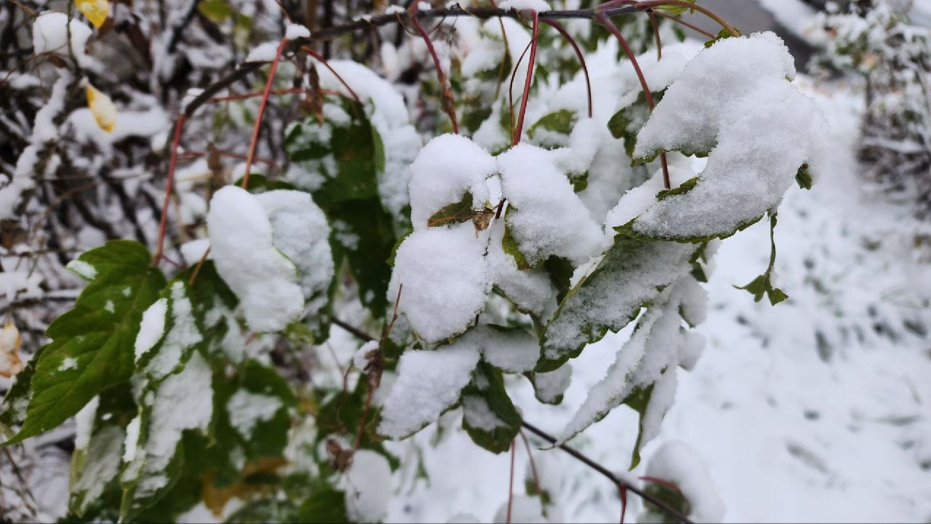 Реутов, ЖКХ, снегопад, уборка снега, дворники, вертикалки