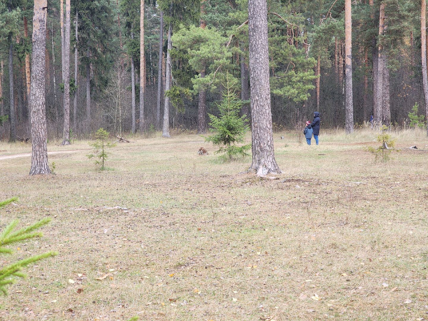 благоустройство, орехово зуево, Парковский лес,Вертикалка, вертикальное видео,