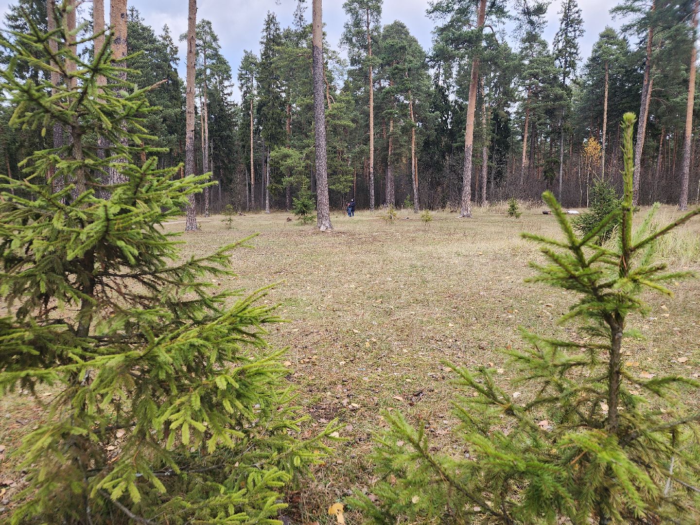 благоустройство, орехово зуево, Парковский лес,Вертикалка, вертикальное видео,