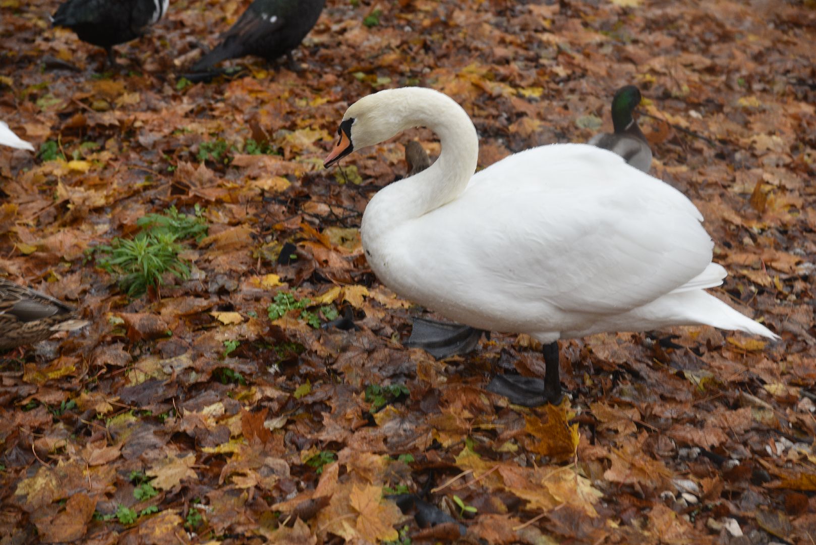 лотошино, лотошинский парк, лебеди, парки подмосковья, птицы подмосковья,