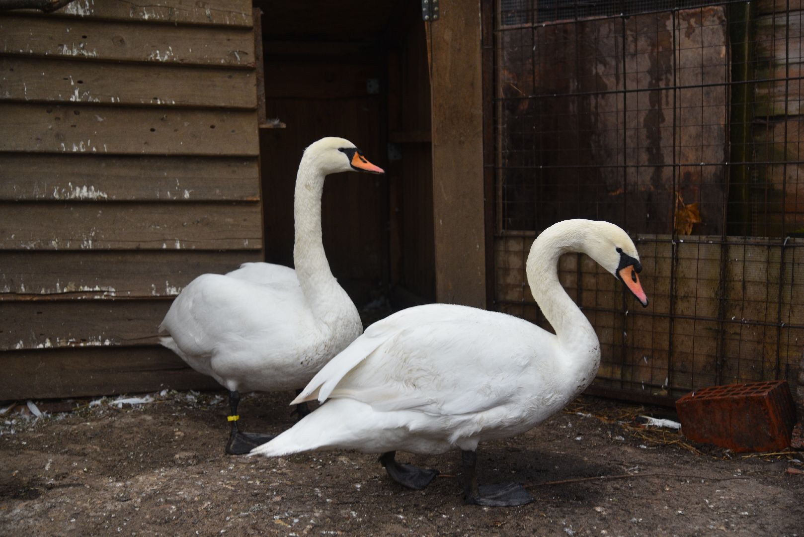 лотошино, лотошинский парк, лебеди, парки подмосковья, птицы подмосковья,