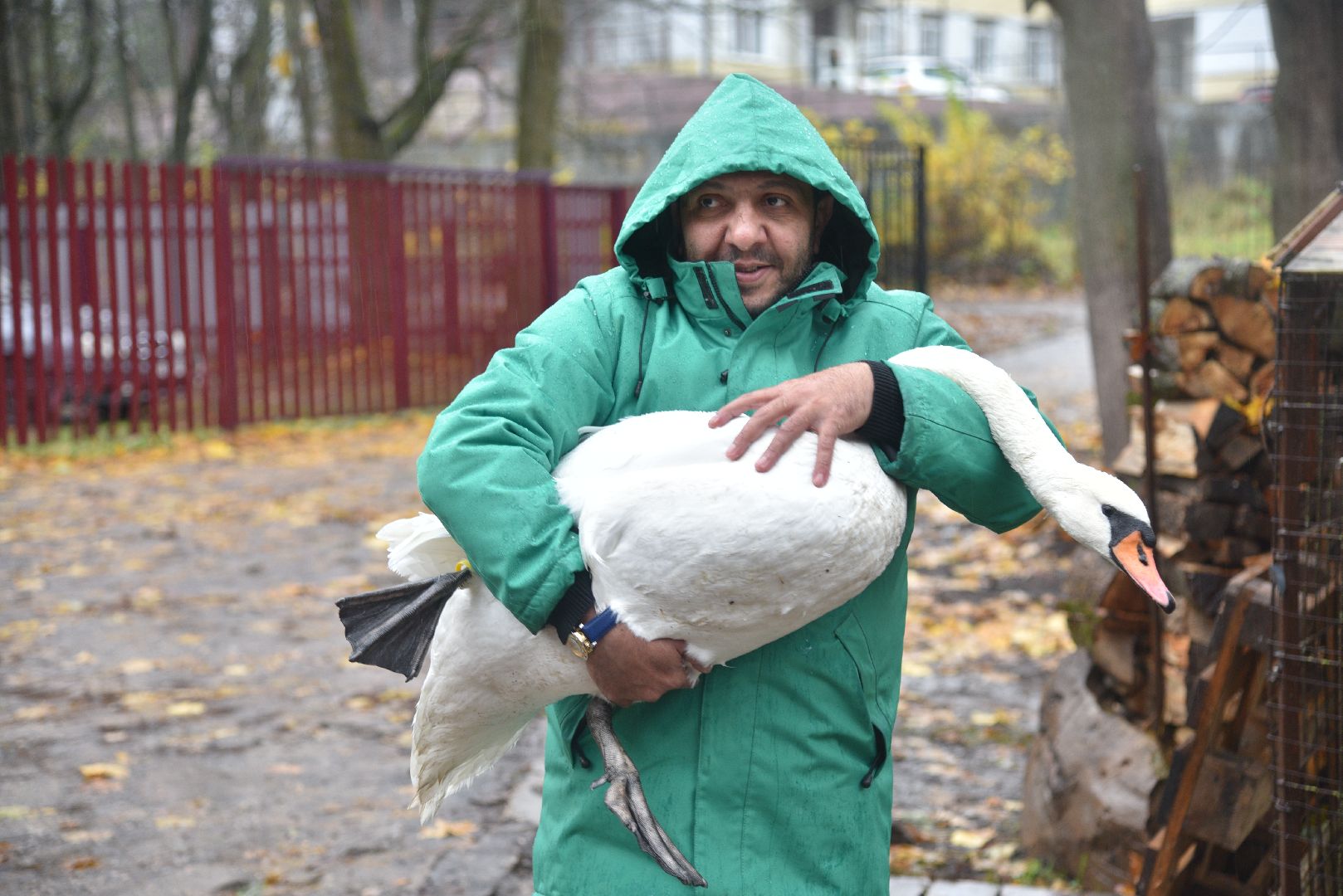 лотошино, лотошинский парк, лебеди, парки подмосковья, птицы подмосковья,